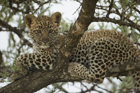 l cub
